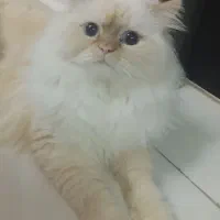 گربه پرشین نر