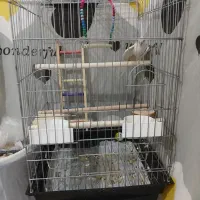 قفس ۱۰۳۳ بزرگ نو