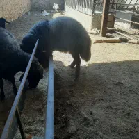 قوچ همو وبره ماده هترو