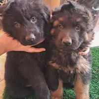 توله ژرمن خالص