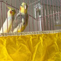 طوطی عروس ماده|پرنده|فومن, |دیوار