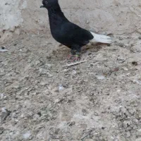 کفتر دمسفید