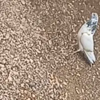 ۱۰۰هزار|پرنده|دلگان, |دیوار