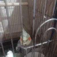 پرنده خانگی عروس هلندی نر به فروش میرسد