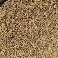 جو مناسب بذر|گل و گیاه طبیعی|کالپوش, |دیوار