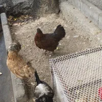 مرغ تخمگذار