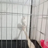 قناری رسمی بلند قرص بخون مست مست|پرنده|رباطکریم, شهرک صنعتی صباشهر|دیوار