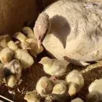 بوقلمون جوجه بیوتی برنزه بوقلمون تخم نطفه دار