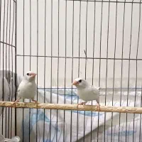 فنچ بنگالی سفید جفت خورده آماده جوجه کشی