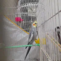 عروس هلندی نر سرحال