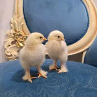 جوجه برهما لایت اصل ( امپراتور غول پیکر)|حیوانات مزرعه|کاشان, مدرس|دیوار