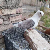 کبوتر‌ پروانه‌ای
