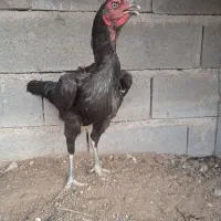 مرغ لاری افغان خالص