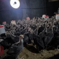 فروش جوجه بوقلمون