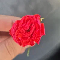 ۵۵۰ سوت طلای اب شده