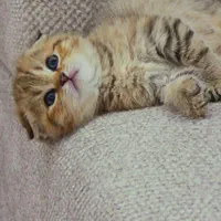 بازیگوش های خوشگل