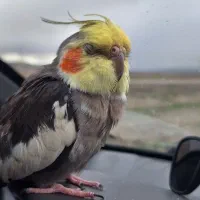 عروس هلندی|پرنده|مشهد, آبکوه|دیوار