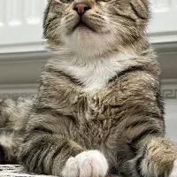 واگذاری گربه خانگی