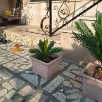 گل سیکاس|گل و گیاه طبیعی|تهران, شهید رجایی|دیوار