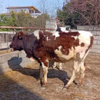 گاو گوساله ماده دورگ محلی داشتی