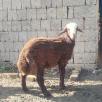 فروش بره نر