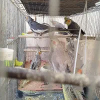 6عدد عروس هلندی بالغ نرو ماده فروشی|پرنده|طبس, |دیوار