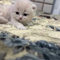 گربه|گربه|بابل, |دیوار