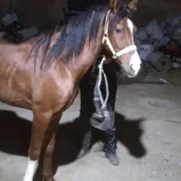 فروش وخرید اسب پالونی