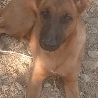 واگذاری سگ|سگ|شازند, |دیوار