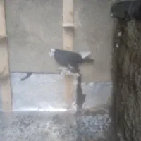 کبوتر ابلاغ نر