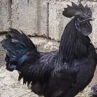 فروش مرغ و خروس