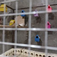 فنچ شکلاتی سیلور|پرنده|هندیجان, |دیوار