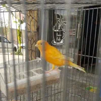 قناری نر و ماده اماده 2جفت