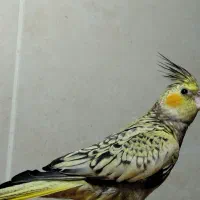 عروس هلندی و مرغ عشق|پرنده|آبادان, |دیوار