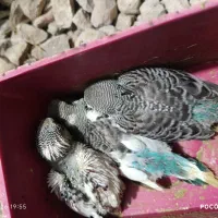 جفت مرغ عشق با جوجه