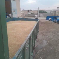 کاهگندمجویونجه|لوازم جانبی حیوانات|تهران, چیتگر جنوبی|دیوار