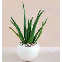 گل های گلخانه ای|گل و گیاه طبیعی|شاهرود, |دیوار