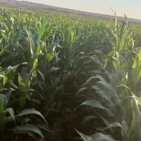 ذرت علوفه ای