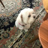 واگذاری سگ ماده شیتسو مالتیز|سگ|نوشهر, |دیوار