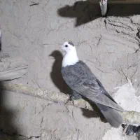 کفتر رنگ و آلمانی