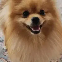 پامر عروسکی سایز ریز|سگ|امیرکلا, |دیوار