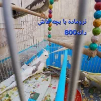 عروس هلندی های سالم|پرنده|مشهد, گاز|دیوار