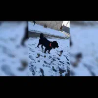 سگ قدریجانی|سگ|خمین, |دیوار