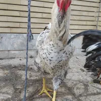 خروس|حیوانات مزرعه|فلاورجان, |دیوار