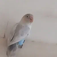 کوتوله برزیلی نر