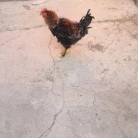 خروس فر|حیوانات مزرعه|نگار, |دیوار