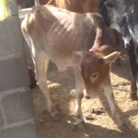 گوساله های تمیز و سالم برای پروار|حیوانات مزرعه|سیریک, |دیوار