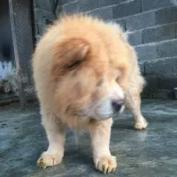 چاوچاو زبان بنفش اصیل ساکت و اجتماعی|سگ|رشت, حمیدیان|دیوار