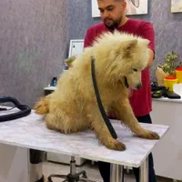 پانسیون سگ وآموزش سگ درمجموعه ومنزل|خدمات پیشه و مهارت|رشت, آزادگان|دیوار