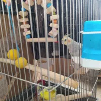 پرنده|پرنده|تهران, طیب|دیوار